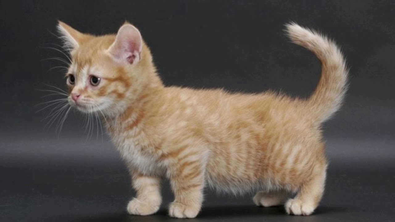 Short кот. Манчкин кот. Манчкин кошка рыжая. Коротколапый Манчкин. Манчкин рыжий.