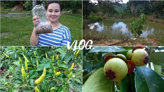 VLOG | Memberi Makan Ikan Kalapia | Melawat Tanaman Di Kawasan Kebun