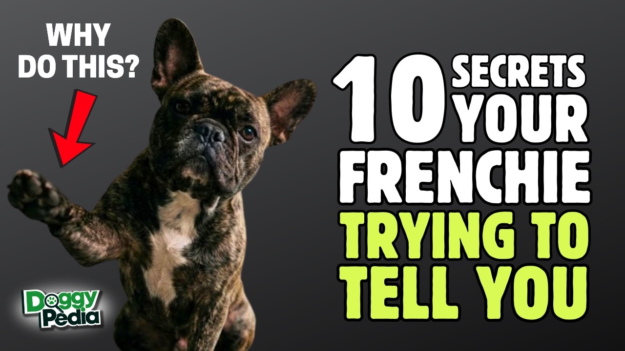 10 секретов, которые пытается вам рассказать ваш французский бульдог