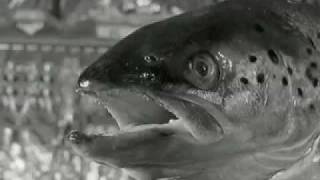 Three Minute Film School Surrealism