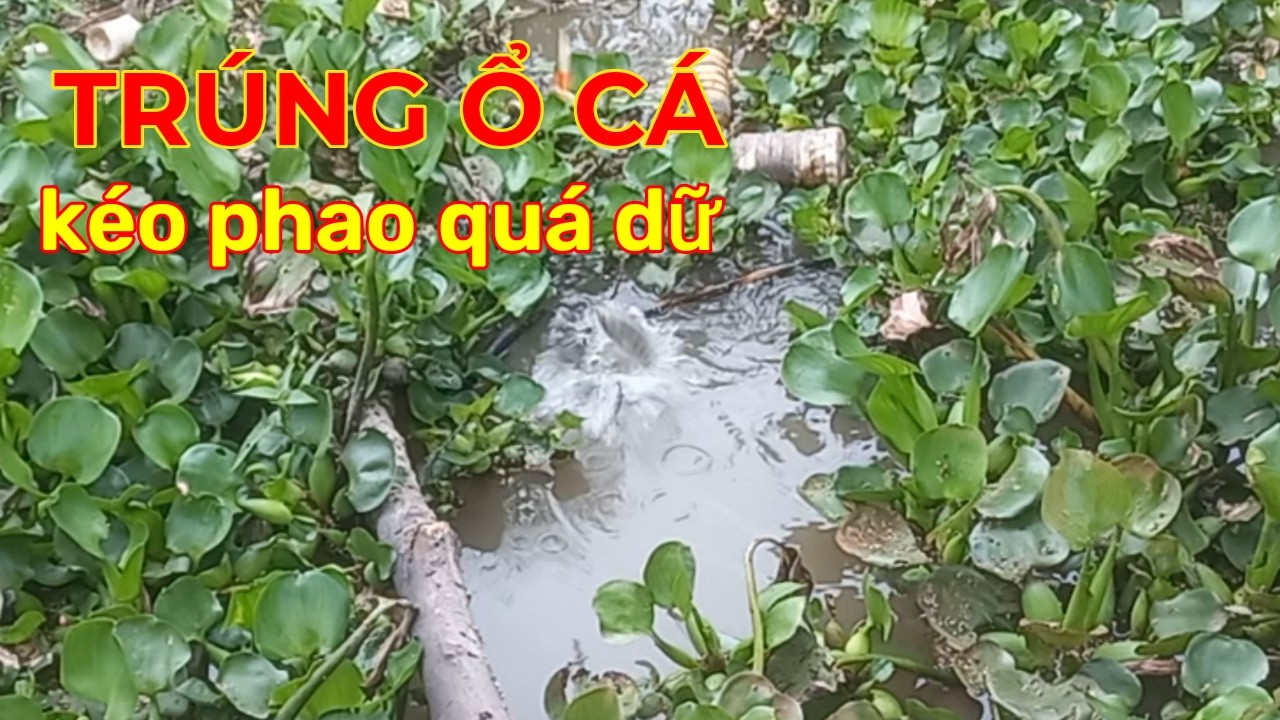 Câu cá bên cánh đồng trúng ổ cá giật đã tay.
