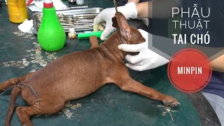 (Đã Ngừng Kinh Doanh)  Xem Phẫu Thuật 'Cắt Tai & Đuôi'  Chó MinPin/ NhamTuatTV  Dog in Vietnam