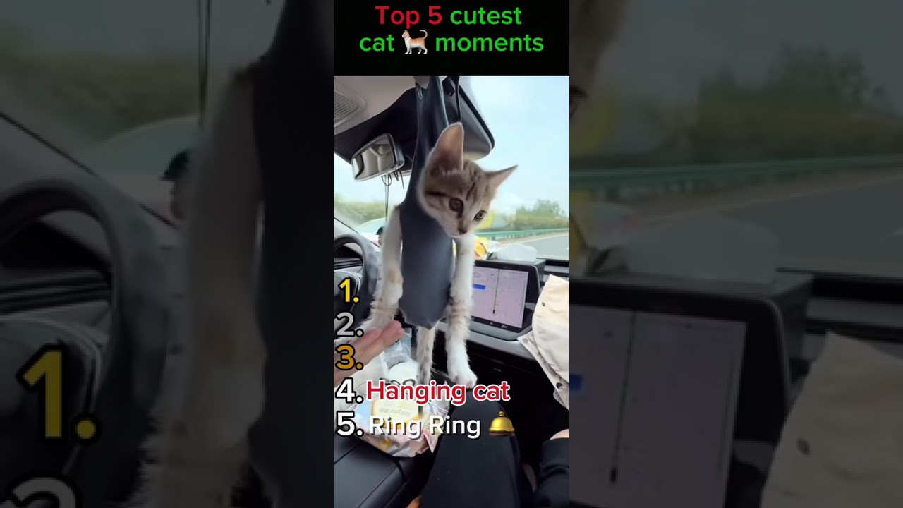 14 / 10 000  follower #cutecats #funny #ranking #ring #train #caffee #followback #lovecats #babylove