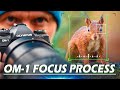 Om1 top focus tips for wildlife photography  my step by step process