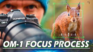 OM-1 Top Focus Tips for Wildlife Photography | My Step by Step Process