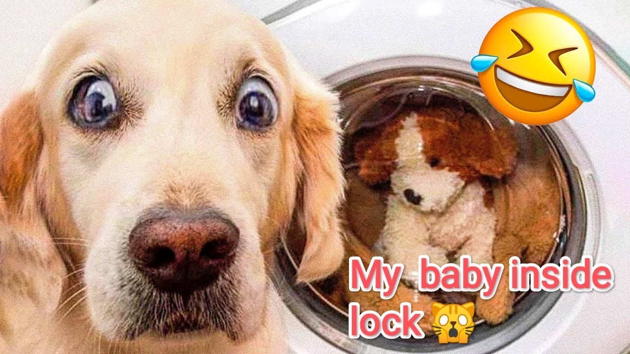 Funniest Cats And Dogs Videos 😁 Best Funny Animal Videos 2023 😅 #6 @funnyanimalswooorld