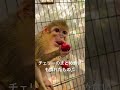 くるみおばあちゃんのチェリー3個食い♫#動物 #猿 #動物園