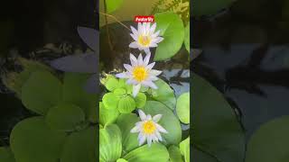 Water Lily/lily pond/ terracegarden balconygarden terracegardening youtubeshorts ytshorts