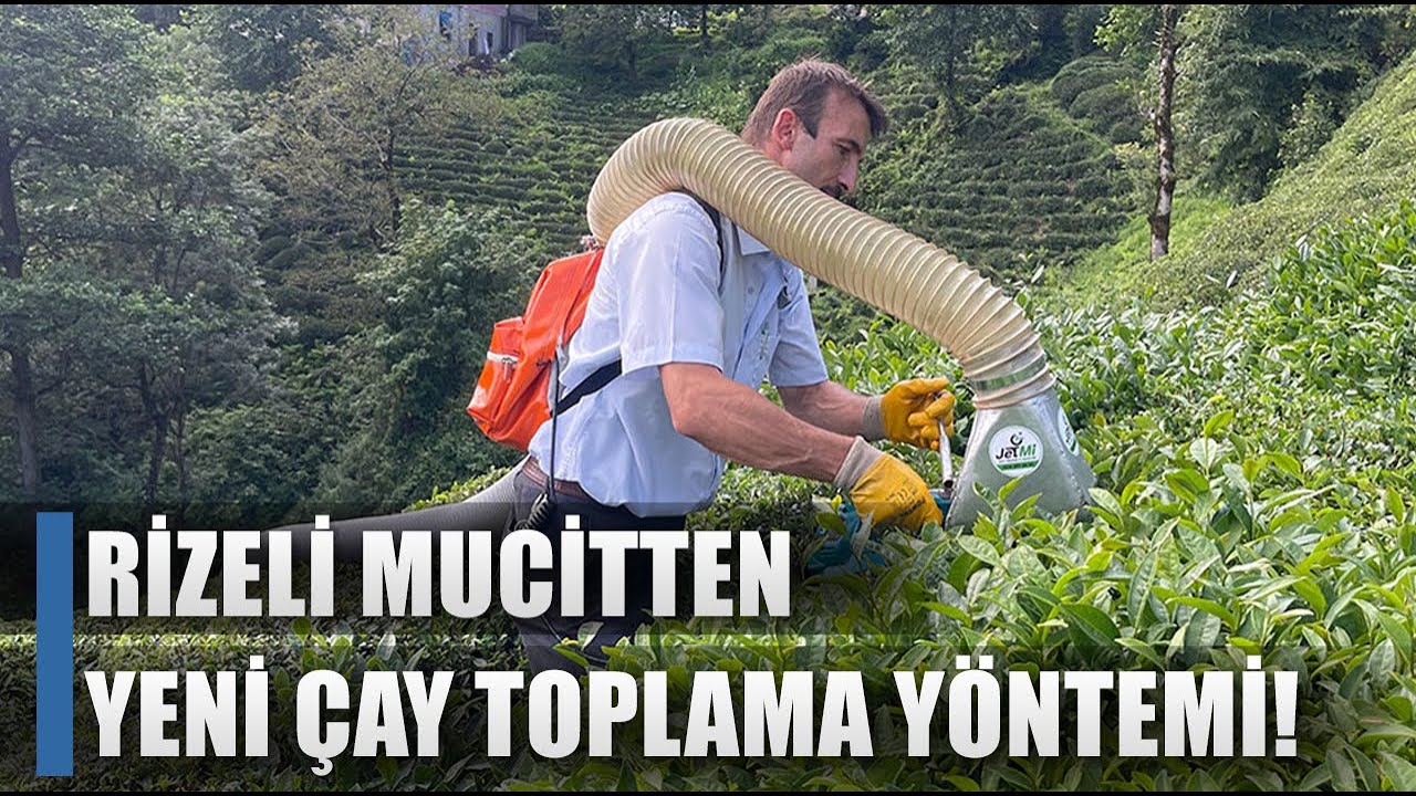 İşçi Maliyeti Artan Çay Üreticisi Mucit Oldu! Rizeliden Yeni Çay Toplama Yöntemi / AGRO TV HABER