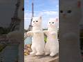 cat dance video #catdance #funnycatdance #trandingviralvideo #shortsfeed