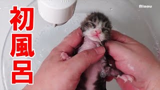Cute little baby kitten, taking her first shower.