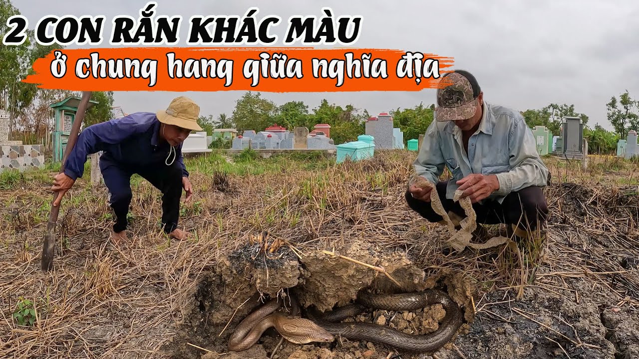 Có 2 con Rắn khác màu ở chung hang chính giữa nghĩa địa | TGSB #825