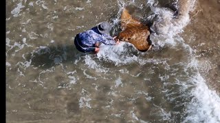 Catch and release of Duckbill Ray