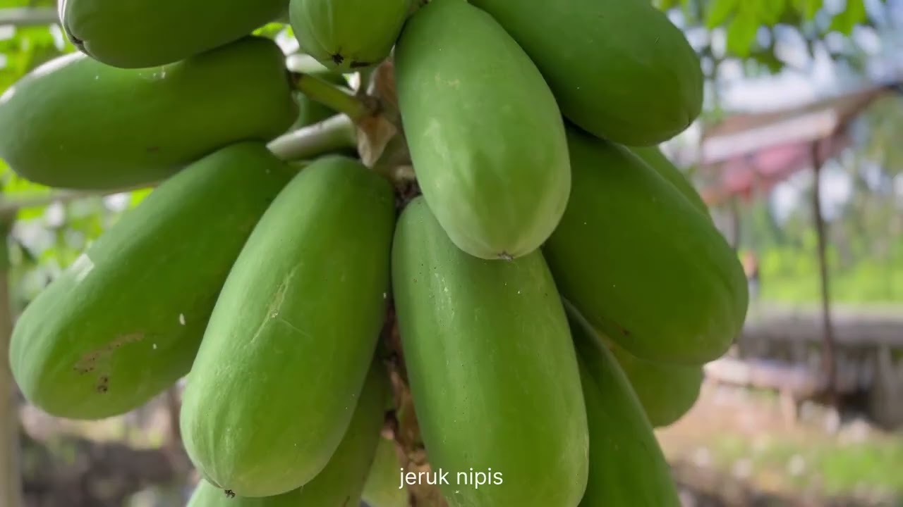 Profil Kalurahan Sendangsari