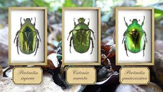 Beetle Identification (Flower Chafer Species) - which insect did we find in our forest in France?