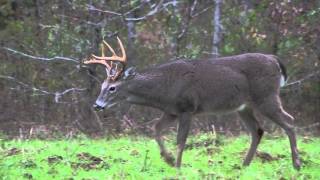 Buck chasing does.mp4