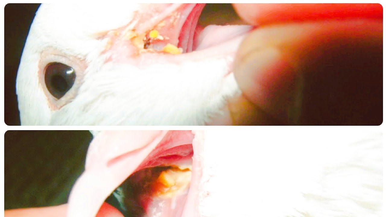 واخيرا #علاج#الكنكر عند الحمام بالاعشاب من البيت بسعر زهيد جدا