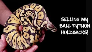 Ball Pythons for Sale!  Selling Some of my Holdbacks!