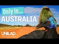 Only In... Australia 👀🇦🇺