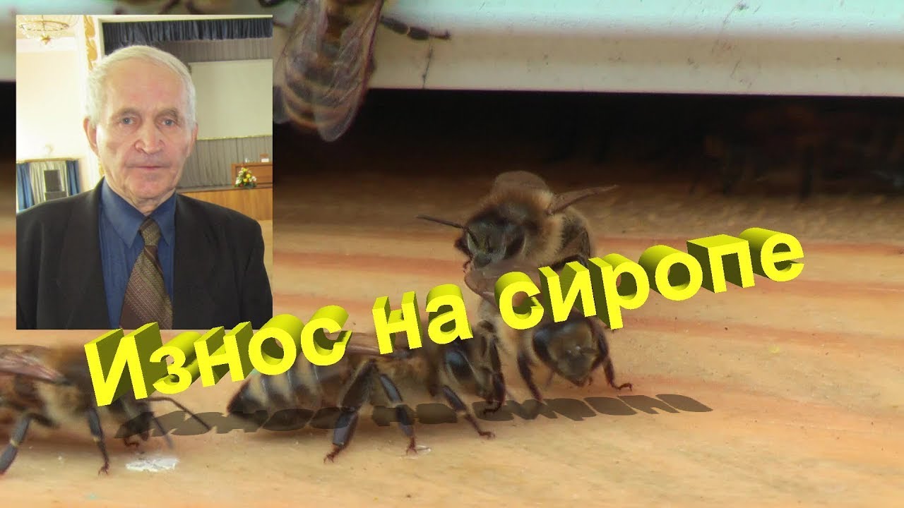 Профессор Кашковский про износ пчёл на переработке сахарного сиропа