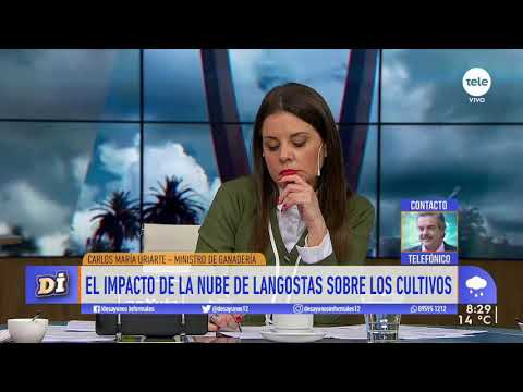 Se acerca la nube de langostas a Uruguay: "Las tenemos casi adentro, esa es la verdad"