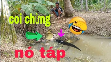 câu cá Lóc bằng vịt câu Là dính cá Lóc Liền thiệt đã NI NGUYỄN TV #87