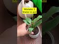 Peace lily flowering #plants #neet #home #education #gardenflowers #farming #peacelily