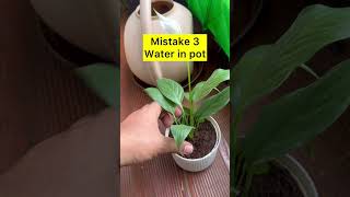 Peace lily flowering #plants #neet #home #education #gardenflowers #farming #peacelily
