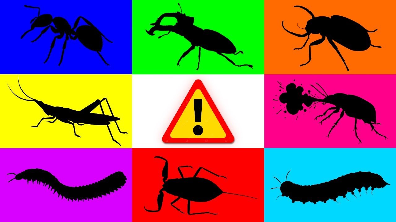 Насекомое: Водяной скорпион, Жук-бомбардир, Муравей, Скарабей, Трактор, Гусеница, Жук-олень