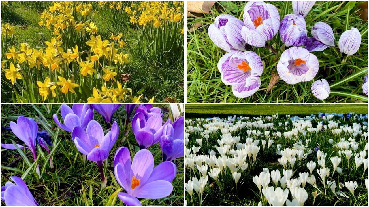 Nature’s Vibrant Spring Display 2026 | Daffodils & Crocuses | Southampton Hampshire | Ola Blanco YTv