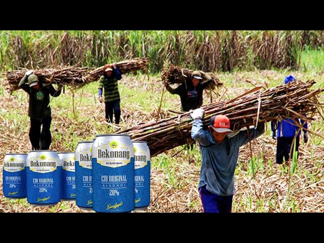 Mengenal Ciu Bekonang, Minuman Alkohol Tradisional Yang Terbuat Dari Tebu class=