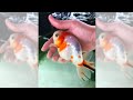 Pet Fish Loves Owner | Fish Tank Review 56