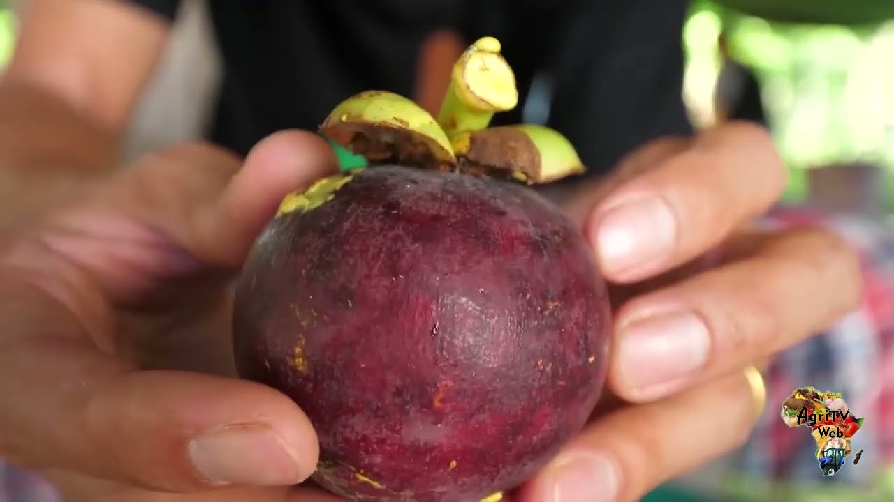 Cultivez la Reine des fruits, le fruits des dieux : LE MANGOUSTAN