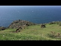 Caballos salvajes (en libertad) en Galicia