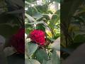 #short#nursury #plant beautiful Red Camelia 🌹🏵️🏵️