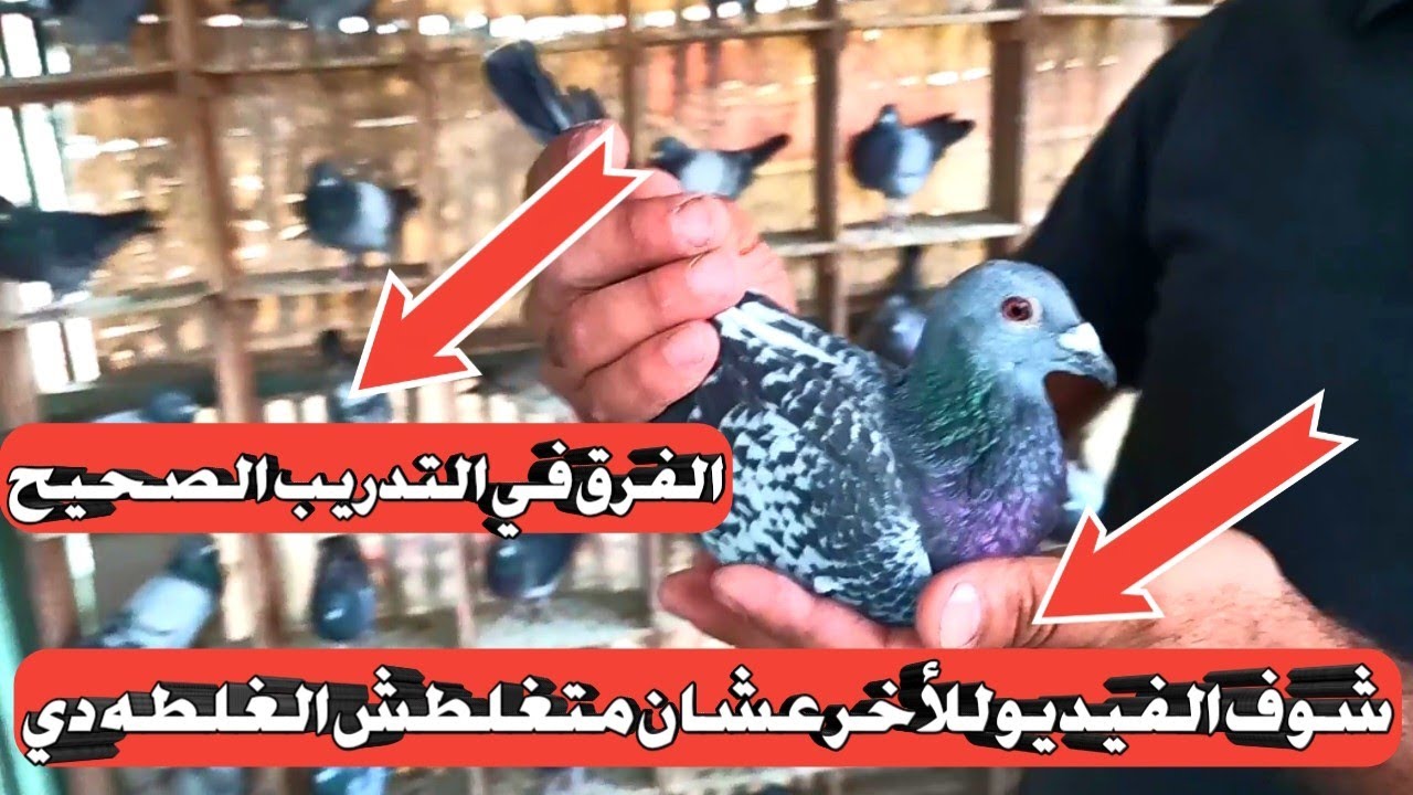 التدريب الصحيح للحمام الزاجل ميضيعش حمامك شوف الاستعجال عمل اي!؟