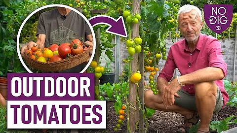 No Dig No Feed Tomatoes, temperate climate