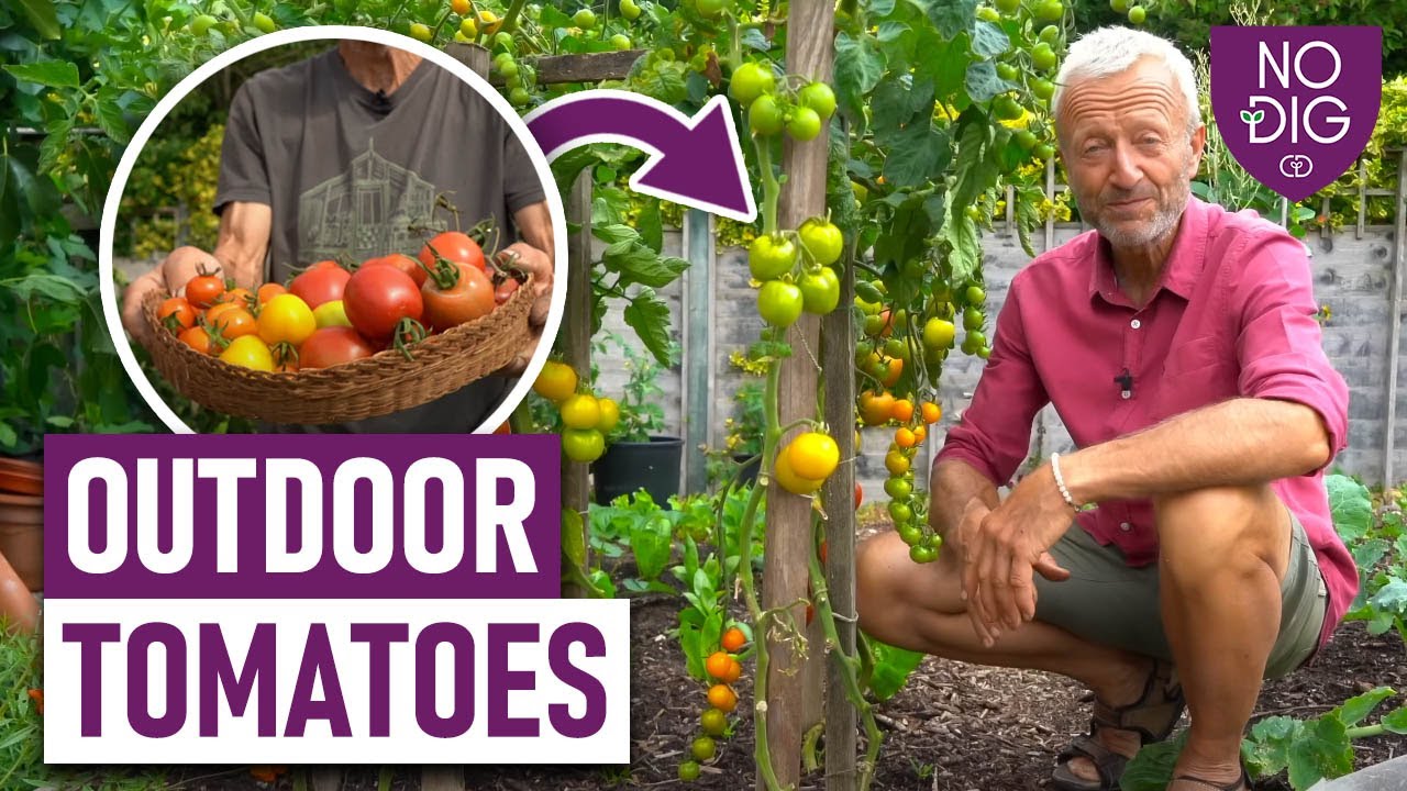 Garden Fresh Tomatoes, No Dig Required: Flourishing in Temperate Regions