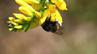 Bumble bee spreading some pollen