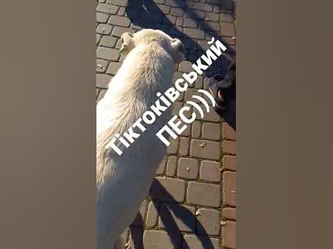 #пуща #пес #бакін #собакін - YouTube