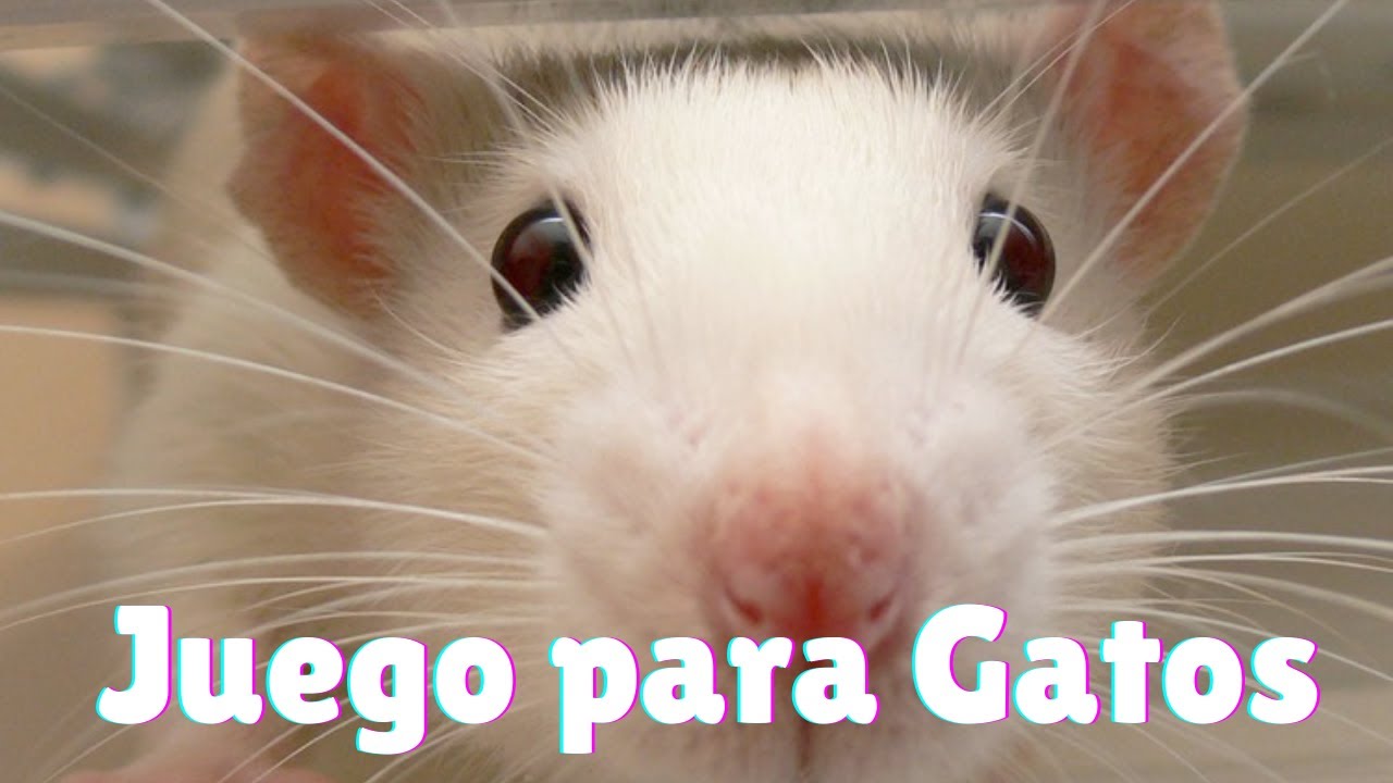 Juego de Ratas para Gatos Ratones Corriendo en Pantalla Televisión