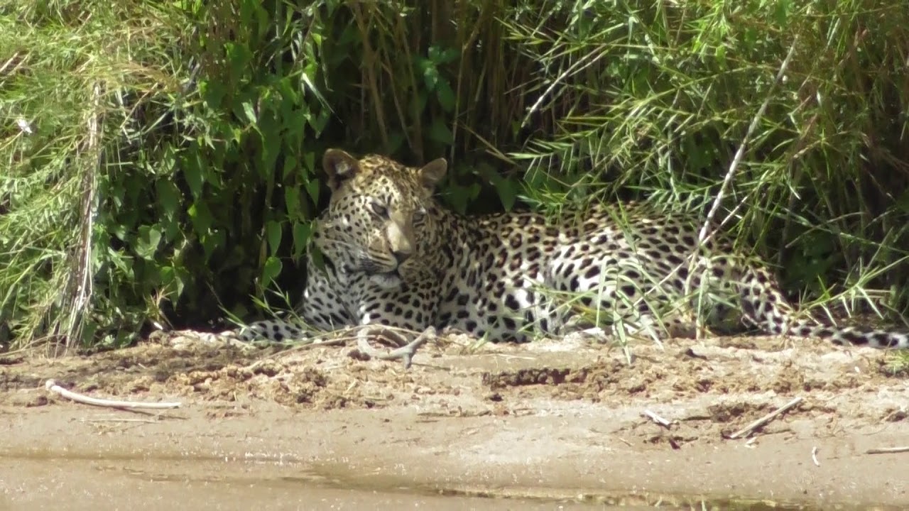 Leopard on river bank Skukuza camp