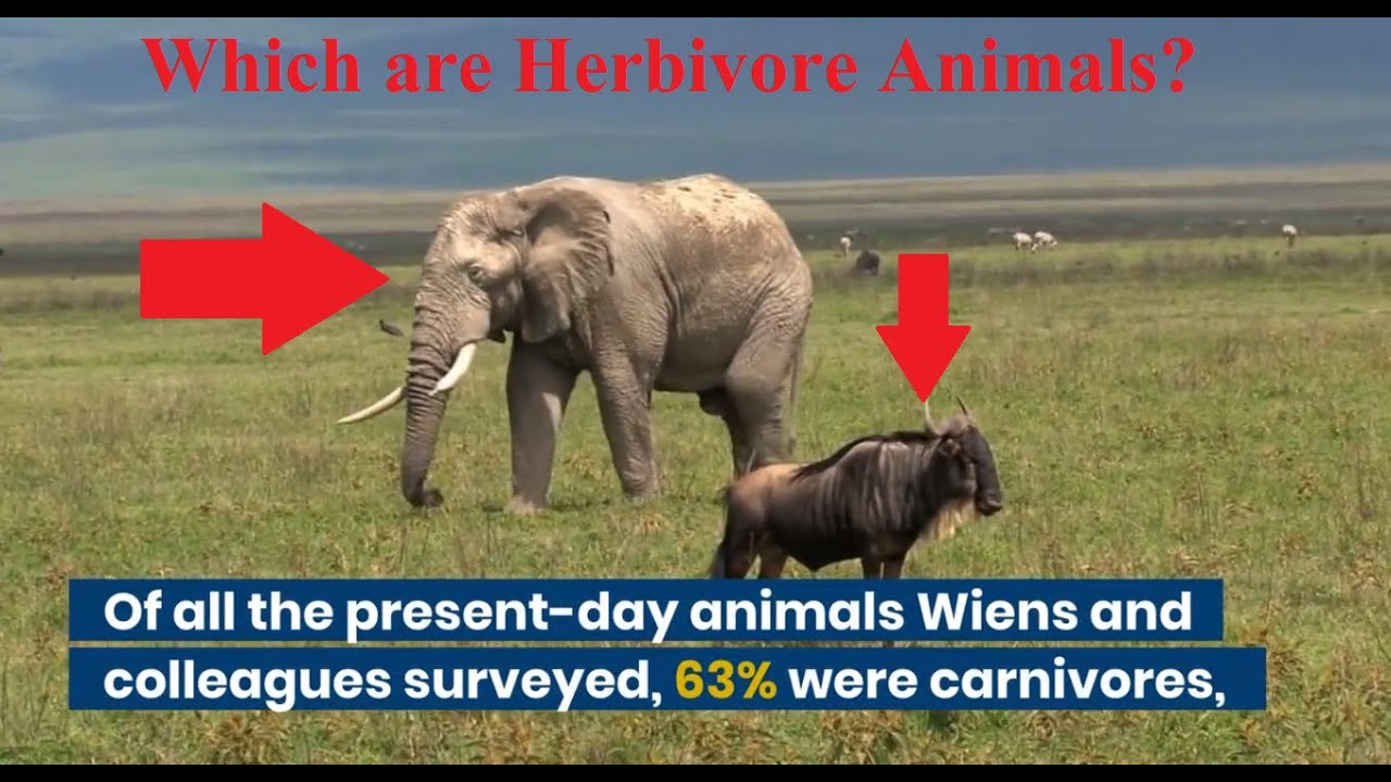 What is Called Herbivore? Examples of Herbivore. Which are Herbivore