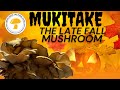 Mukitake the late fall mushroom