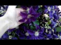 Клематис - превосходное вющиеся садовое растение