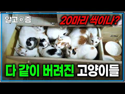 인천의 한 빈집 누군가 20마리의 고양이를 버리고 떠났다｜유기묘 입양 프로젝트｜고양이를 부탁해｜알고e즘