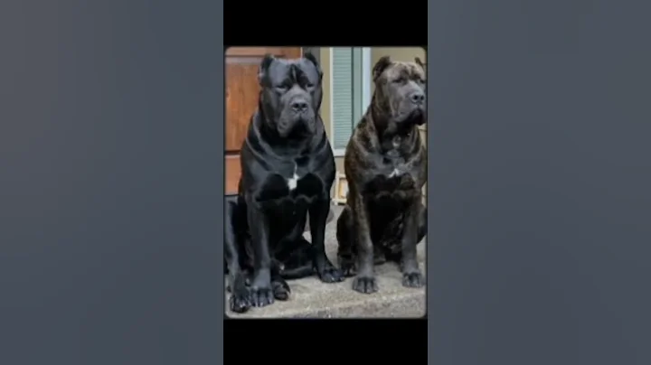 # #viral #dog #shortvideo #love #fouryou #beautiful #cute #doglover #animals