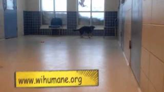 Kaiah a German Shepherd:Beagle mix available for adoption at the Wisconsin Humane Society