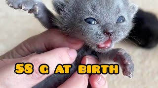She Was Only 58g at Birth… Now She Is 216g ❤️ | British Shorthair Kitten