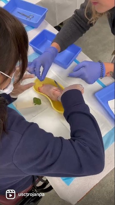 USC PA Pathways Suturing for Primary Care Month - YouTube